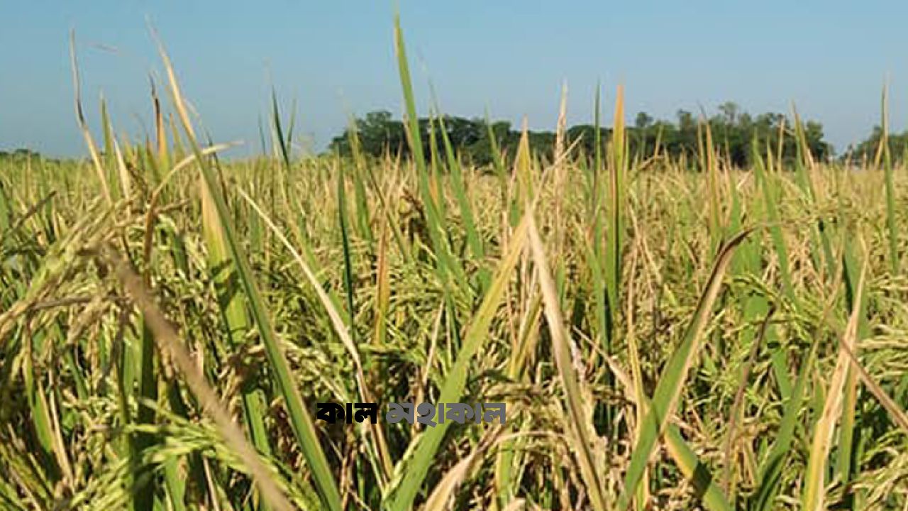 ডিজেল সংকটে সেচ বন্ধ, ইরি-বোরো আবাদে দুশ্চিন্তায় কৃষক