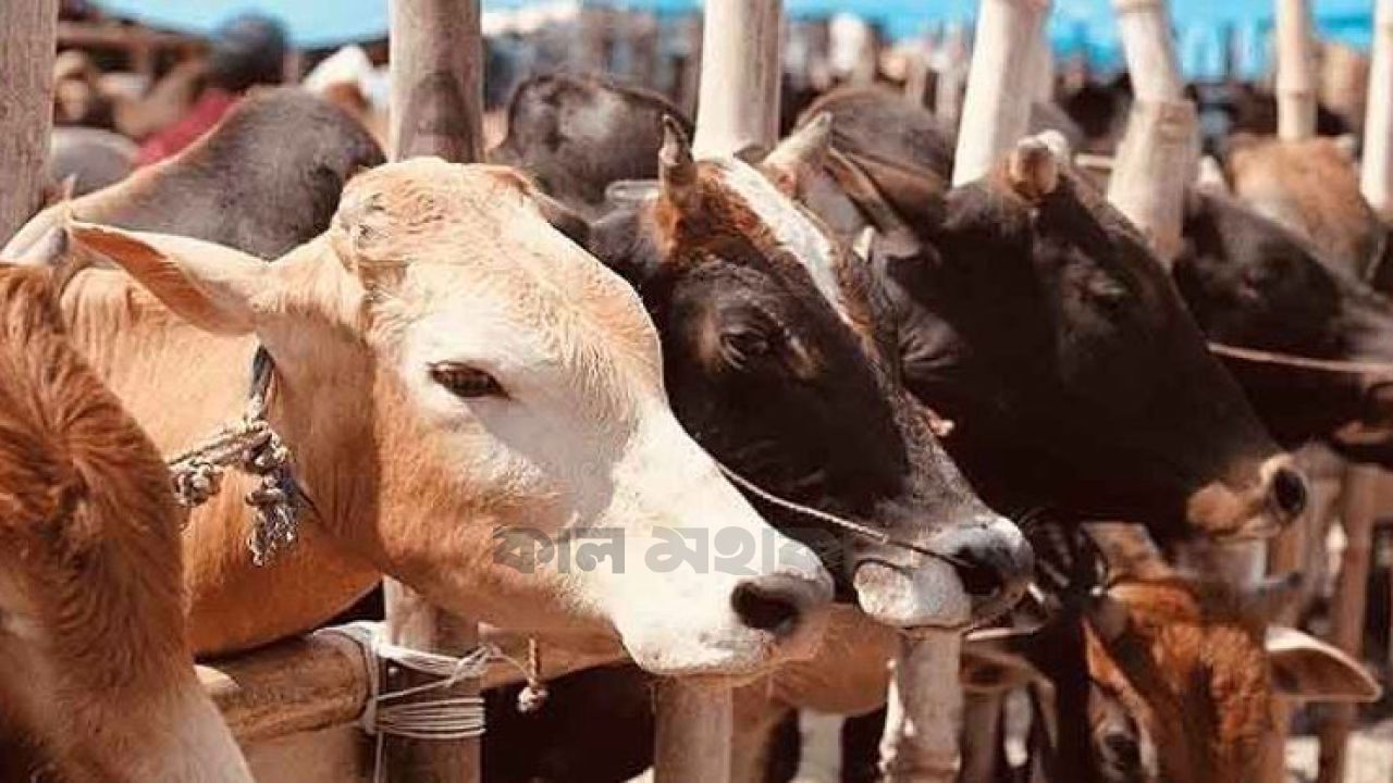 এবারও কোরবানির পশু চাহিদার চেয়ে বেশিঃ খামারিদের কপালে ভাঁজ 