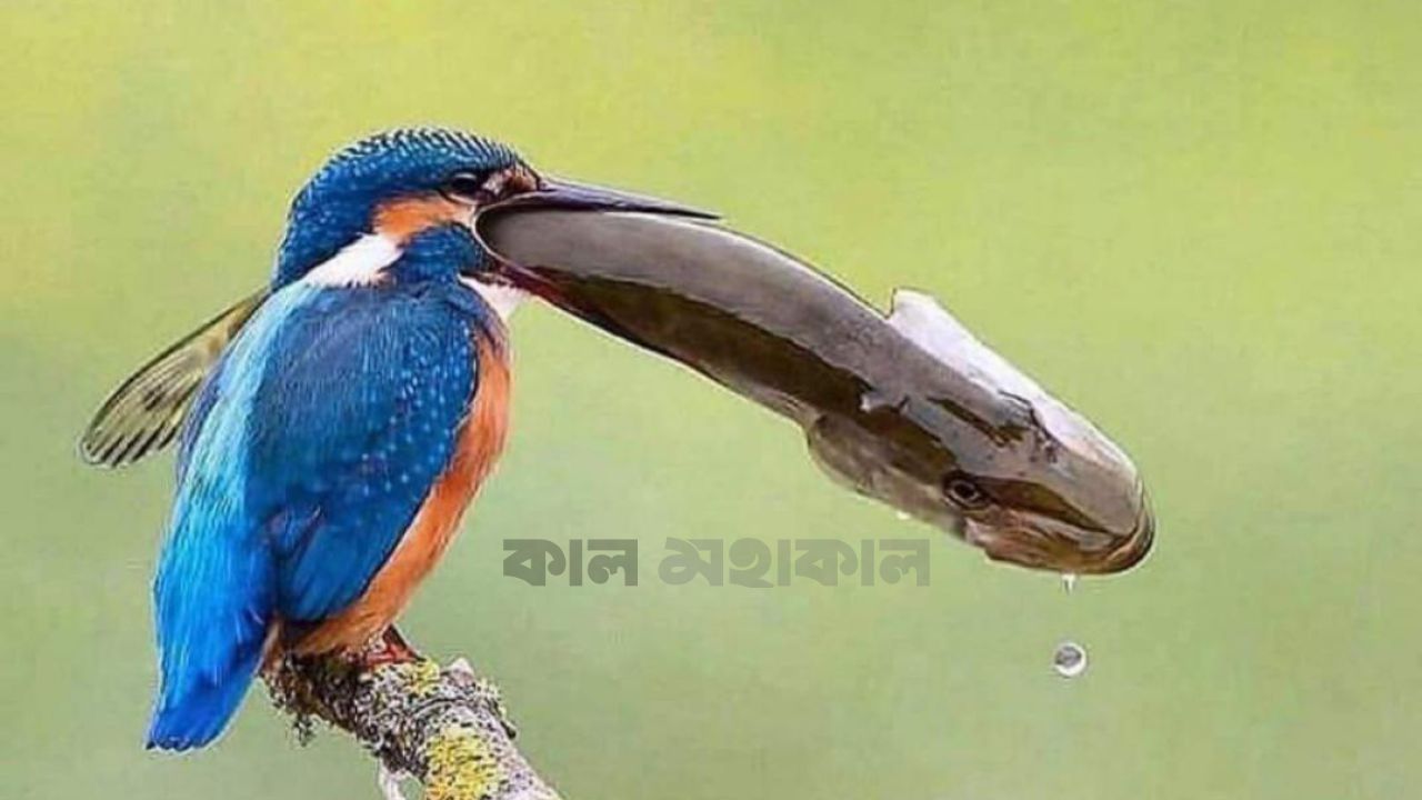 রিজিকের ফয়সালা আসমানি: আস্থা ও প্রচেষ্টার এক অনন্য সমীকরণ