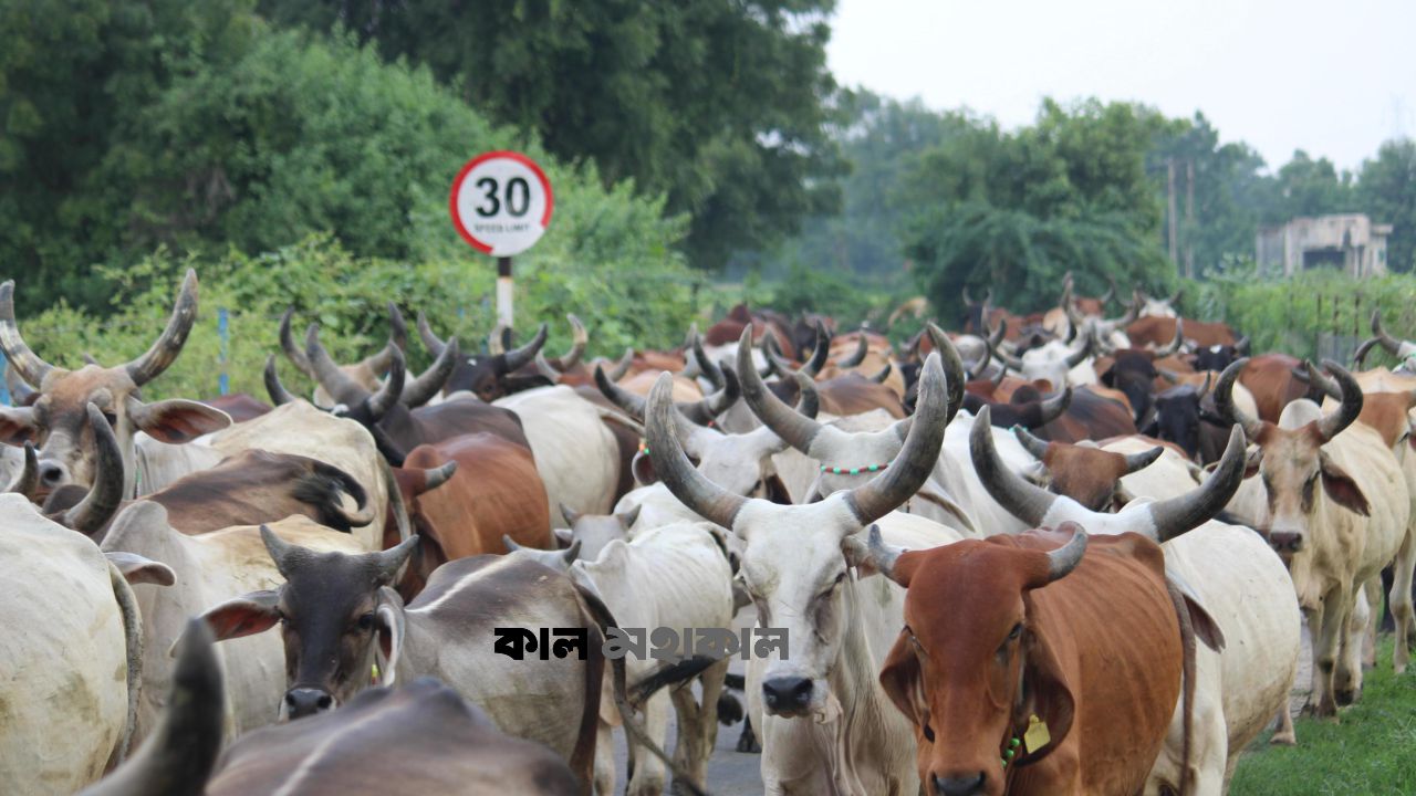 শুভেন্দু সরকারের গরুর বয়স নীতিতে ওপাড়ে বিপাকে হিন্দু খামারিরা