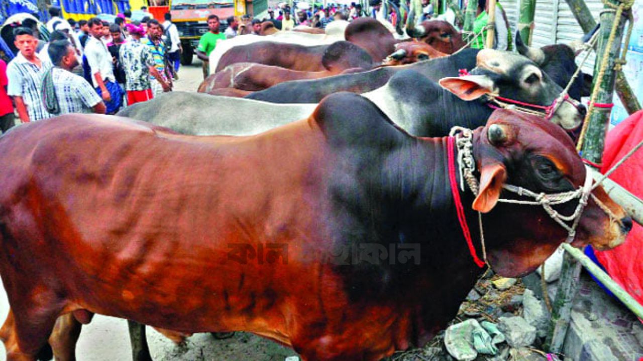 স্বয়ংসম্পূর্ণ বাংলাদেশ: ভারতীয় গরু ছাড়াই কোরবানির বাজারে উদ্বৃত্ত ১৪ লাখ পশু