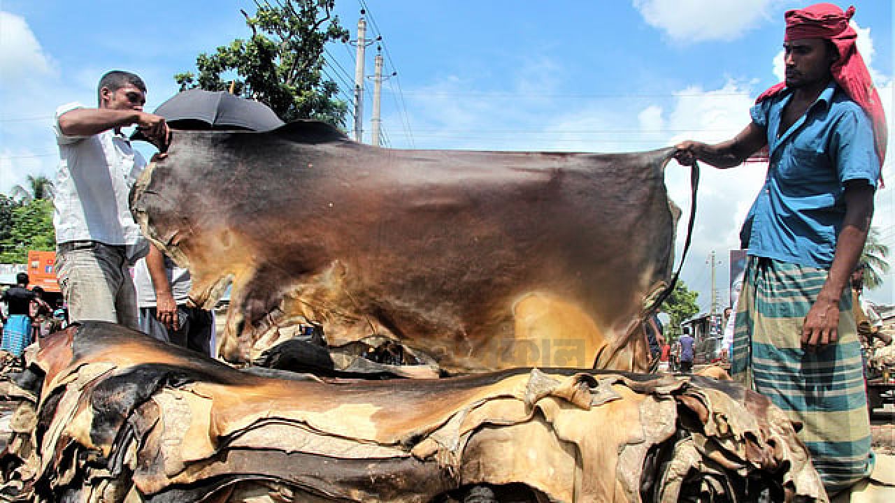 কোরবানির পশুর চামড়া রক্ষায় কন্ট্রোল রুম, কড়া নজরদারিতে সরকার