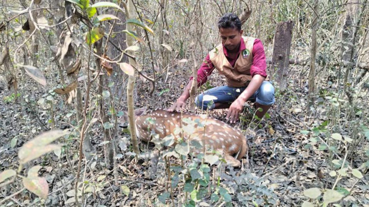 মনপুরায় লোকালয়ে উদ্ধার হল তিনটি হরিণ, অবমুক্ত করা হলো সংরক্ষিত বনে