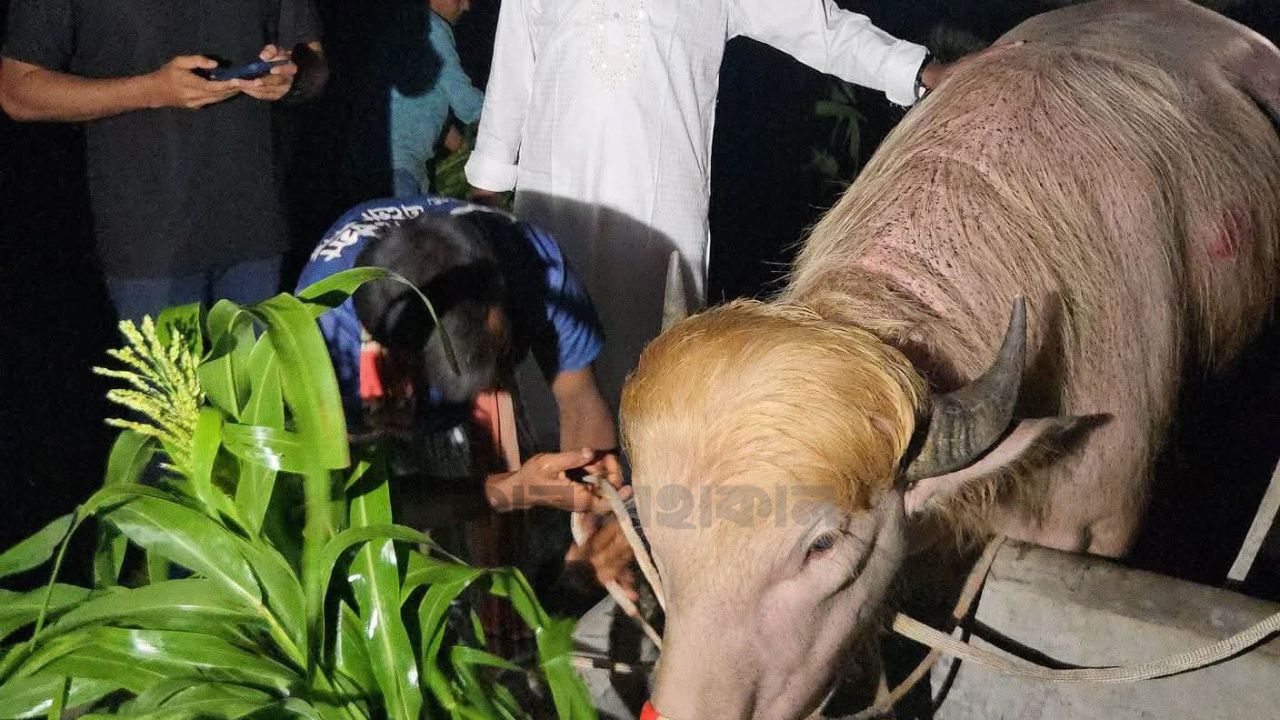 বিরল অ্যালবিনো মহিষ ডোনাল্ড ট্রাম্পের ঠাঁই হল ঢাকার চিড়িয়াখানায় 