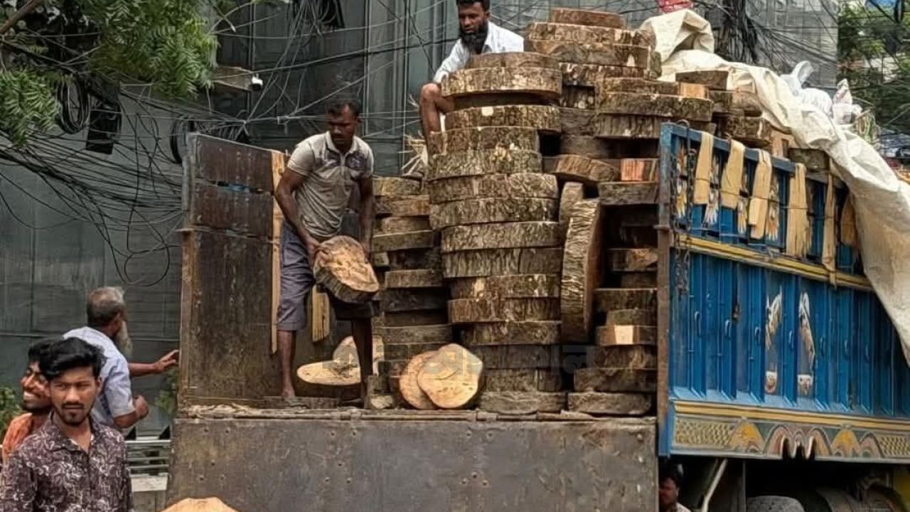 কুরবানির খাটিয়া: এক দিনের প্রয়োজনে কত তেঁতুল গাছ নিধন?
