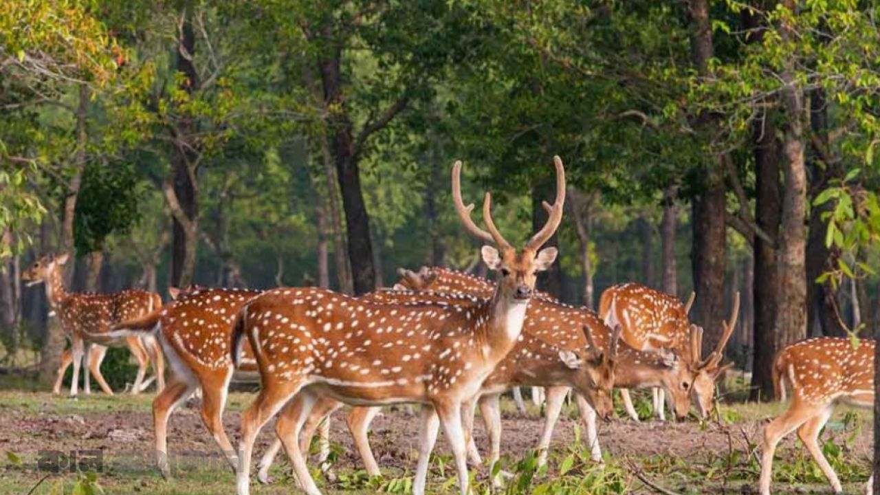  বনাঞ্চল উজাড় ও অবৈধ শিকারে মনপুরায় বিলুপ্তির পথে হরিণ