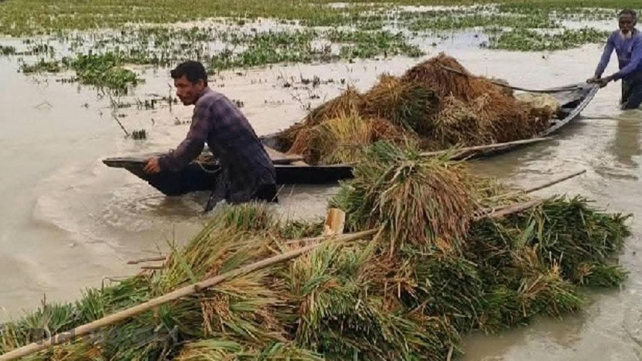 বন্যায় ভাসল চট্টগ্রামের কৃষিজমি ও মৎস্য খামার: শতকোটি টাকা ক্ষতির আশঙ্কা
