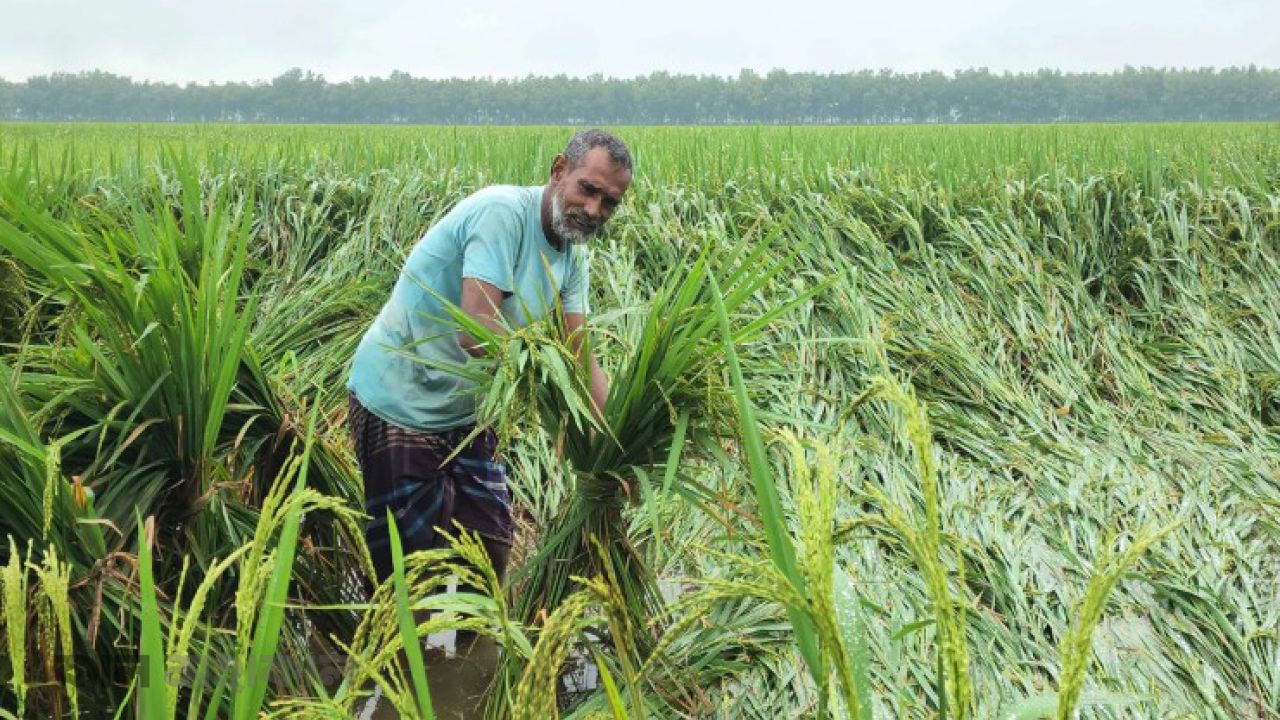 বদলে যাচ্ছে বর্ষার ছন্দ,শঙ্কায় কৃষক ও কৃষি