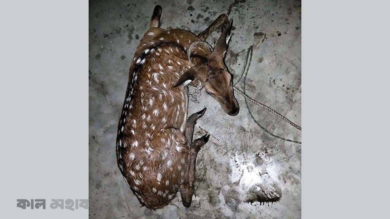 মনপুরার লোকালয় থেকে উদ্ধার মায়াবী হরিণ, বনে অবমুক্ত