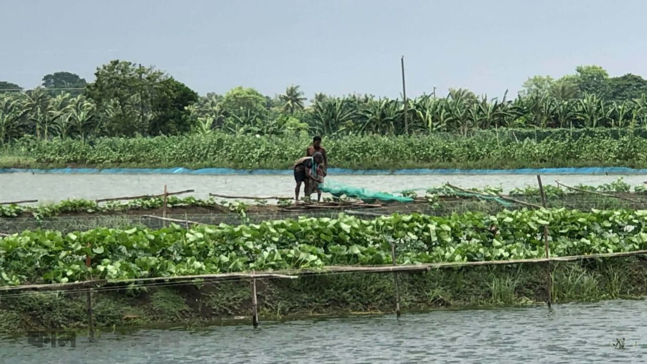 সাতক্ষীরার মৎস্য ঘেরের আইলে সবজি চাষ: সম্ভাবনার নতুন দিগন্ত